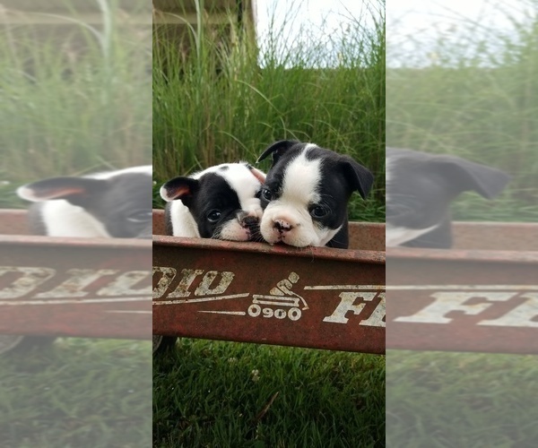 Medium Photo #13 Faux Frenchbo Bulldog Puppy For Sale in SEYMOUR, TN, USA