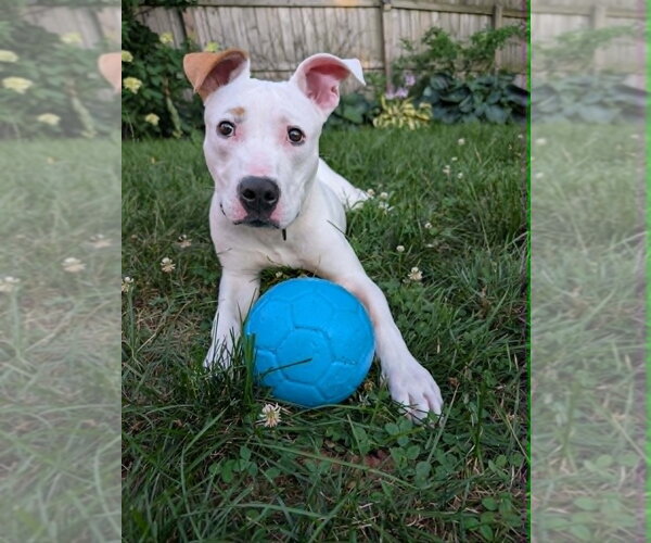 Medium Photo #2 Mutt Puppy For Sale in Springdale, PA, USA