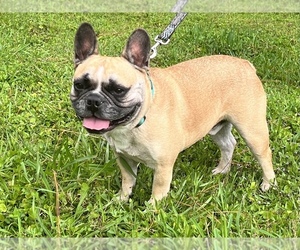 French Bulldog Dog for Adoption in JACKSONVILLE, Florida USA