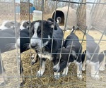 Puppy 3 Anatolian Shepherd-German Shepherd Dog Mix