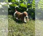 Puppy 9 Basset Hound