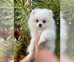 Small Photo #1 Pomeranian Puppy For Sale in SUNNY ISL BCH, FL, USA