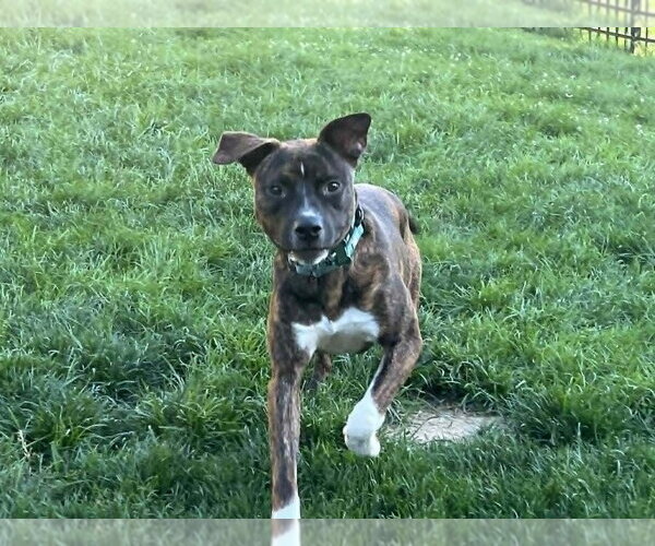 Medium Photo #5 Boxer-Unknown Mix Puppy For Sale in Springdale, PA, USA