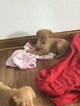 Small Photo #16 Golden Retriever Puppy For Sale in ALTONA, IN, USA
