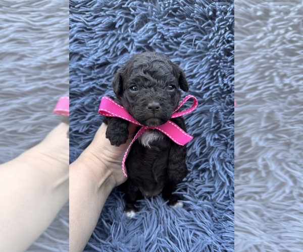 Medium Photo #1 Cavapoo (Toy) Puppy For Sale in JEFFERSONVILLE, IN, USA