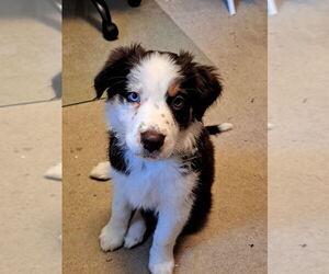 Australian Shepherd-Unknown Mix Dogs for adoption in Aurora, IN, USA
