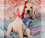 Small Photo #1 Golden Retriever Puppy For Sale in ACTON, CA, USA