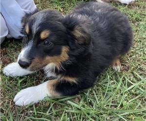Australian Shepherd Puppy for sale in NEW WASHINGTN, IN, USA