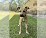 Small #5 Mutt