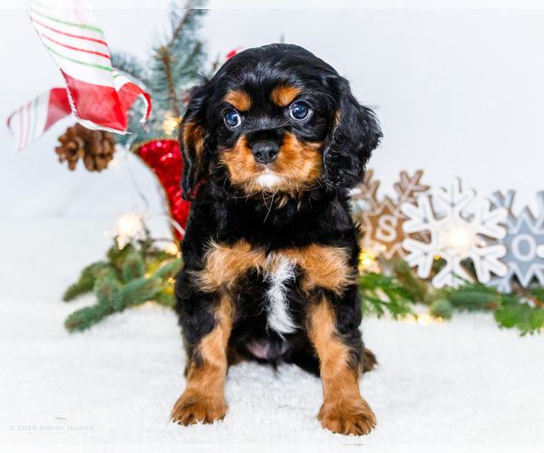 Medium Photo #8 Cavalier King Charles Spaniel Puppy For Sale in WAKARUSA, IN, USA