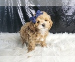 Small #4 Maltipoo