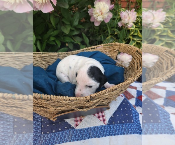 Medium Photo #5 Dalmatian Puppy For Sale in VASSALBORO, ME, USA