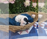 Small #4 Dalmatian