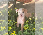 Small Mutt