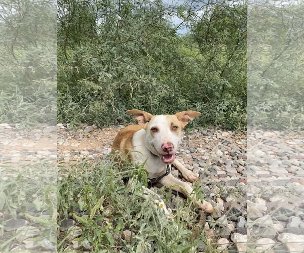Medium Photo #8 Chow Chow-Unknown Mix Puppy For Sale in Cottonwood, AZ, USA