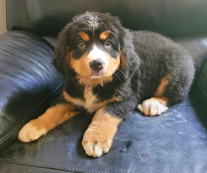 Bernese Mountain Dog Puppy for sale in NOVI, MI, USA