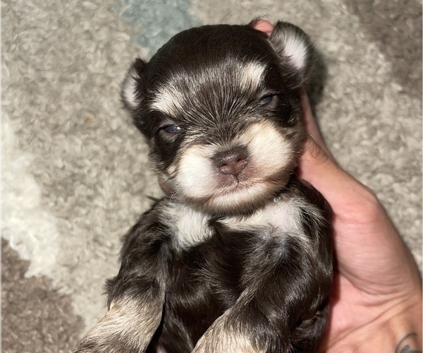 Medium Photo #3 Schnauzer (Miniature) Puppy For Sale in MADERA, CA, USA