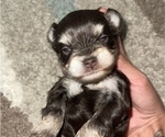 Small Photo #3 Schnauzer (Miniature) Puppy For Sale in MADERA, CA, USA