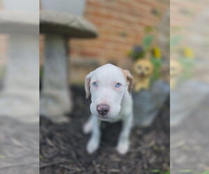 Catahoula Leopard Dog-Unknown Mix Dogs for adoption in New London, WI, USA