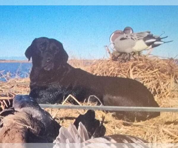Medium Photo #3 Labrador Retriever Puppy For Sale in Incline Village, NV, USA