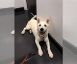 Small #1 white german shepherd Mix