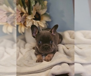 French Bulldog Puppy for sale in INDIANAPOLIS, IN, USA