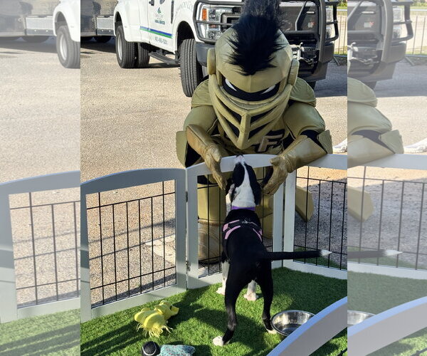 Medium Photo #8 Mutt Puppy For Sale in Sanford, FL, USA