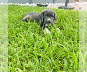 Mutt Dogs for adoption in Oak Bluffs, MA, USA