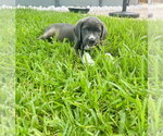Small Mutt