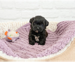 Small #1 Shih-Poo