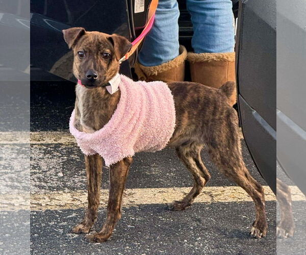 Medium Photo #4 Chihuahua-Feist Terrier Mix Puppy For Sale in Westwood, NJ, USA