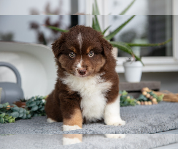Medium Photo #2 Miniature Australian Shepherd Puppy For Sale in HOLMESVILLE, OH, USA
