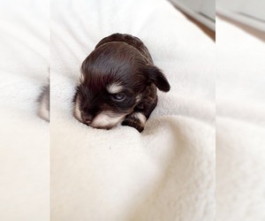 Schnauzer (Miniature) Puppy for sale in TARZANA, CA, USA