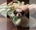 Small Photo #5 Shih Tzu Puppy For Sale in GRAVOIS MILLS, MO, USA