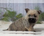 Small Photo #4 Cairn Terrier Puppy For Sale in FREDERICKSBG, OH, USA