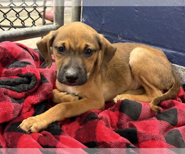 Medium Photo #1 Mutt Puppy For Sale in Sterling, MA, USA