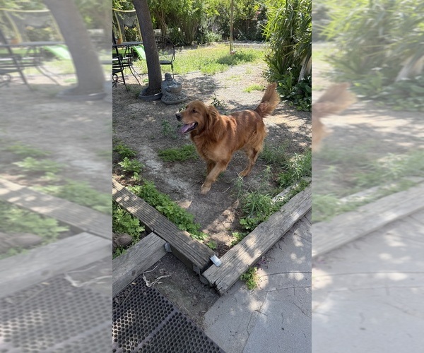 Medium Photo #1 Golden Retriever Puppy For Sale in FRESNO, CA, USA