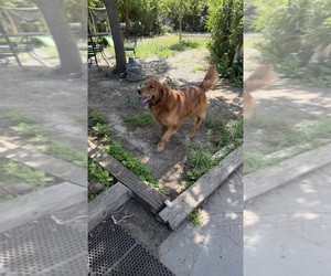 Father of the Golden Retriever puppies born on 04/22/2025