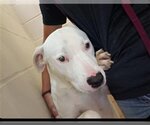 Small American Pit Bull Terrier Mix