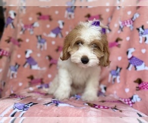 Goldendoodle (Miniature) Puppy for sale in LAKELAND, FL, USA