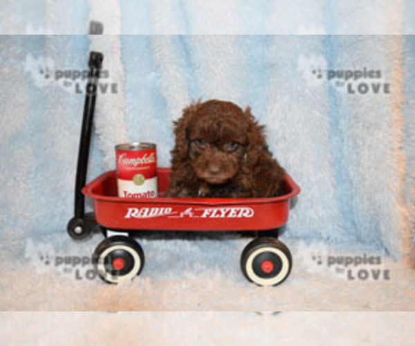 Medium Photo #15 Poodle (Toy) Puppy For Sale in SANGER, TX, USA