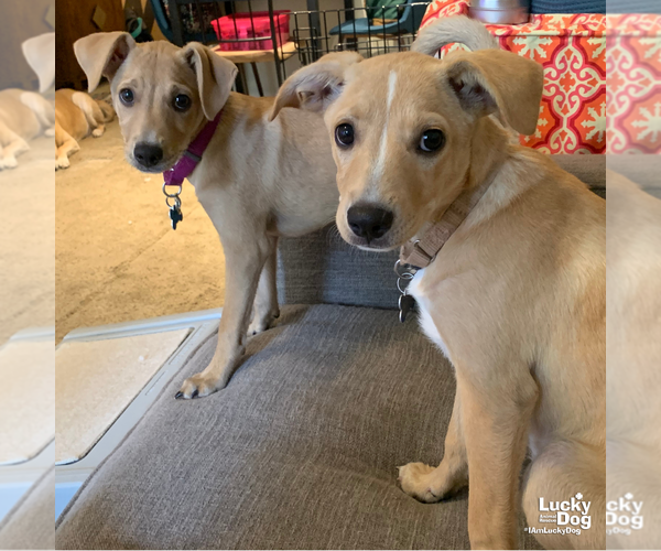 Medium Photo #7 Labrador Retriever-Unknown Mix Puppy For Sale in Washington, DC, USA