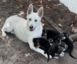 Small Photo #6 German Shepherd Dog Puppy For Sale in MERRITT IS, FL, USA