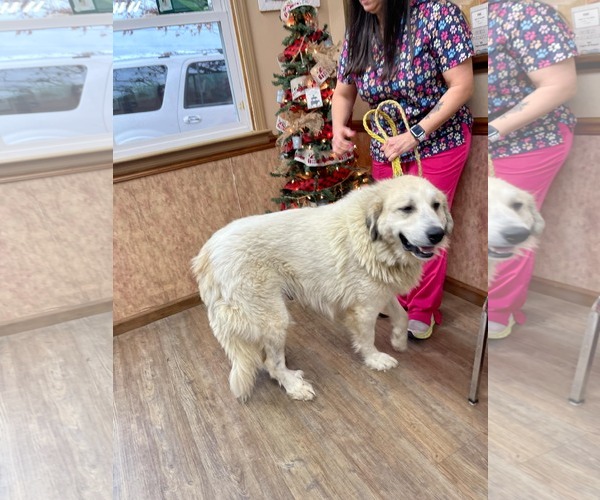 Medium Photo #10 Great Pyrenees Puppy For Sale in Croydon, NH, USA