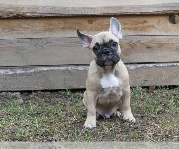 Medium Photo #5 French Bulldog Puppy For Sale in BROOKLYN, NY, USA