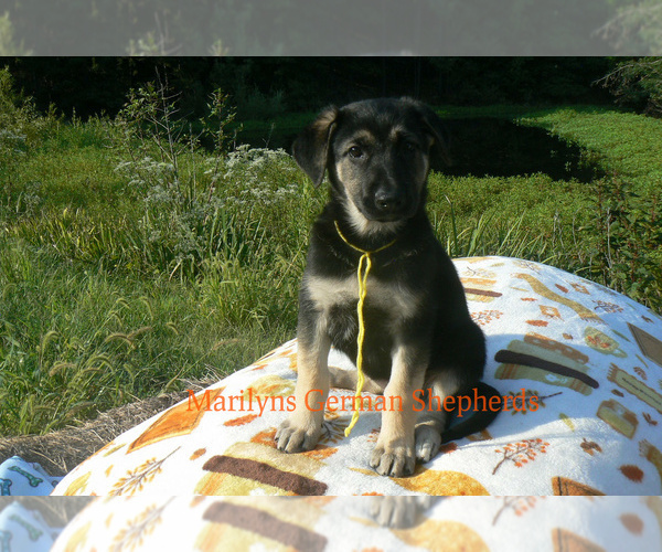 Medium Photo #3 German Shepherd Dog Puppy For Sale in PIEDMONT, MO, USA