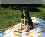 Small #2 German Shepherd Dog