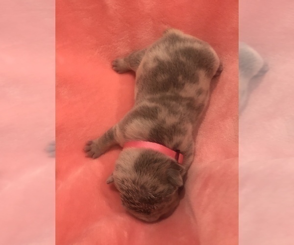 Medium Photo #10 French Bulldog Puppy For Sale in PLACERVILLE, CA, USA
