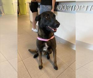 Mutt Dogs for adoption in Rancho Cucamonga, CA, USA