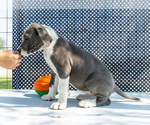 Small #9 Great Dane